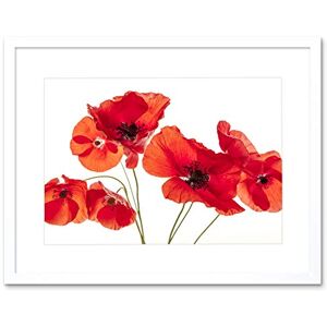Wee Blue Coo Photo Nature Flower Poppy Heads Red Petals Framed Wall Art Print Wee Blue Coo Photo Nature Flower Poppy Heads Red Petals Framed Wall Art Print