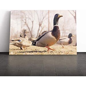 Big Box Art Canvas Print Wall Art The Mallard Ducks Mounted and Stretched Box Frame Picture Home Decor for Kitchen, Living, Dining Room, Bedroom, Hallway, Multi-Colour, 30x20 Inch Big Box Art Canvas Print Wall Art The Mallard Ducks Mounted and Stretched Box Frame Picture Home Decor for Kitchen, Living, Dining Room, Bedroom, Hallway, Multi-Colour, 30x20 Inch