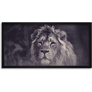 Wee Blue Coo Asiatic Lion Male Big Cat Wildlife Long Panel Framed Wall Art Print Wee Blue Coo Asiatic Lion Male Big Cat Wildlife Long Panel Framed Wall Art Print