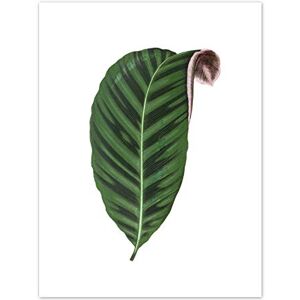 Wee Blue Coo Leaf Jungle Paradise Art Print Canvas Premium Wall Decor Poster Wee Blue Coo Leaf Jungle Paradise Art Print Canvas Premium Wall Decor Poster