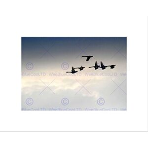 Wee Blue Coo PHOTO ANIMAL FLOCK SKEIN GAGGLE GEESE FLIGHT BIRD FRAMED ART PRINT B12X13006 Wee Blue Coo PHOTO ANIMAL FLOCK SKEIN GAGGLE GEESE FLIGHT BIRD FRAMED ART PRINT B12X13006