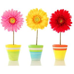 Wee Blue Coo Gerbera Red Yellow Pink Flowers Photo Art Picture Canvas Print Wee Blue Coo Gerbera Red Yellow Pink Flowers Photo Art Picture Canvas Print