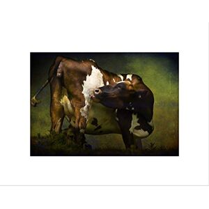 Wee Blue Coo PHOTO ANIMAL COMPOSITION BUTTERFLY MOTH THISTLE FRAMED ART PRINT MOUNT B12X12991 Wee Blue Coo PHOTO ANIMAL COMPOSITION BUTTERFLY MOTH THISTLE FRAMED ART PRINT MOUNT B12X12991