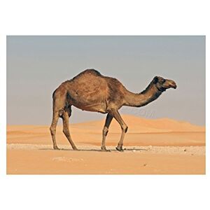 Wee Blue Coo Photo Animal Camel Desert Sand Dunes Wall Art Print Wee Blue Coo Photo Animal Camel Desert Sand Dunes Wall Art Print