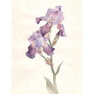 Wee Blue Coo Flower Violet Iris Watercolour Unframed Art Print Poster Wall Decor 12x16 inch Wee Blue Coo Flower Violet Iris Watercolour Unframed Art Print Poster Wall Decor 12x16 inch