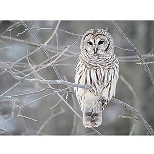 Fine Art Prints Mdf Barred Owl Bird Tree Nature Photo Unframed Wall Art Print Poster Home Decor Premium Fine Art Prints Mdf Barred Owl Bird Tree Nature Photo Unframed Wall Art Print Poster Home Decor Premium