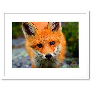 Wee Blue Coo Baby Fox Portrait Woodland Animal Wildlife Photo Framed Print Picture F12X191 Wee Blue Coo Baby Fox Portrait Woodland Animal Wildlife Photo Framed Print Picture F12X191