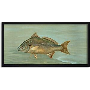 Artery8 Petrie North American Fishes Lafayette Spot Illustration Framed Wall Art Print Long 25X12 Inch Artery8 Petrie North American Fishes Lafayette Spot Illustration Framed Wall Art Print Long 25X12 Inch