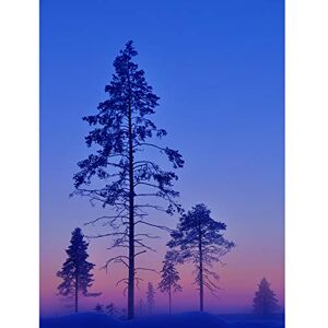 Wee Blue Coo Winter Landscape Trees Purple Sunset Large Wall Art Poster Print Thick Paper 18X24 Inch Wee Blue Coo Winter Landscape Trees Purple Sunset Large Wall Art Poster Print Thick Paper 18X24 Inch