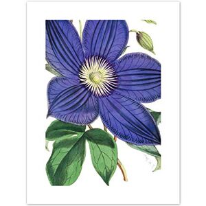 Fine Art Prints Big Purple Clematis Flower Art Print Canvas Premium Wall Decor Poster Fine Art Prints Big Purple Clematis Flower Art Print Canvas Premium Wall Decor Poster