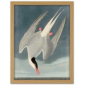 Artery8 Audubon Birds America Arctic Tern Artwork Framed Wall Art Print 18X24 Inch Artery8 Audubon Birds America Arctic Tern Artwork Framed Wall Art Print 18X24 Inch