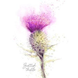 Wee Blue Coo Scottish Thistle Flower Head Watercolour Scotland Large Art Print Poster Wall Decor 18x24 inch Wee Blue Coo Scottish Thistle Flower Head Watercolour Scotland Large Art Print Poster Wall Decor 18x24 inch