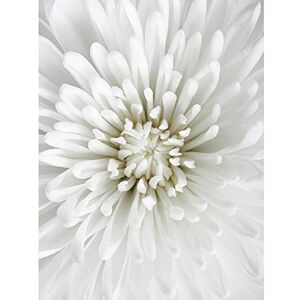 Wee Blue Coo Brightly White Beautiful Flower Close Up Aster Petals Art Print Poster Wall Decor 12X16 Inch Wee Blue Coo Brightly White Beautiful Flower Close Up Aster Petals Art Print Poster Wall Decor 12X16 Inch