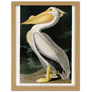 Artery8 Audubon Birds White Pelican Painting Artwork Framed Wall Art Print 18X24 Inch Artery8 Audubon Birds White Pelican Painting Artwork Framed Wall Art Print 18X24 Inch