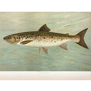 Artery8 Petrie North American Fishes Ouananiche Illustration Large Wall Art Poster Print Thick Paper 18X24 Inch Artery8 Petrie North American Fishes Ouananiche Illustration Large Wall Art Poster Print Thick Paper 18X24 Inch