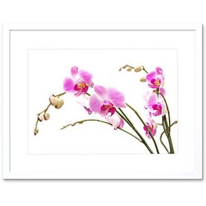 Wee Blue Coo Orchid Flower Pink Blossom Art Framed Wall Art Print Wee Blue Coo Orchid Flower Pink Blossom Art Framed Wall Art Print