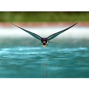 Artery8 Sanchezn Swallow Bird Drinking Swimming Pool Photo Large Wall Art Poster Print Thick Paper 18X24 Inch Artery8 Sanchezn Swallow Bird Drinking Swimming Pool Photo Large Wall Art Poster Print Thick Paper 18X24 Inch