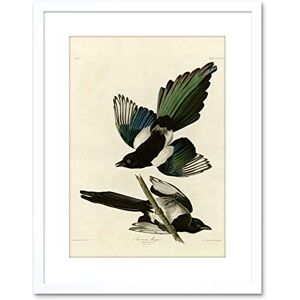 Wee Blue Coo Painting Book Page Birds America Audubon American Magpie Framed Wall Art Print Wee Blue Coo Painting Book Page Birds America Audubon American Magpie Framed Wall Art Print