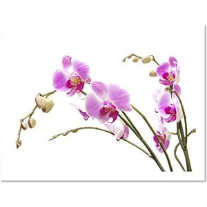 Wee Blue Coo Orchid Flower Pink Blossom Photo Art Large Framed Art Print Poster Wall Decor 18x24 inch Wee Blue Coo Orchid Flower Pink Blossom Photo Art Large Framed Art Print Poster Wall Decor 18x24 inch