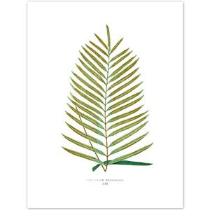 Wee Blue Coo Fern Polypodium Hemchmanii Art Print Canvas Premium Wall Decor Poster Wee Blue Coo Fern Polypodium Hemchmanii Art Print Canvas Premium Wall Decor Poster