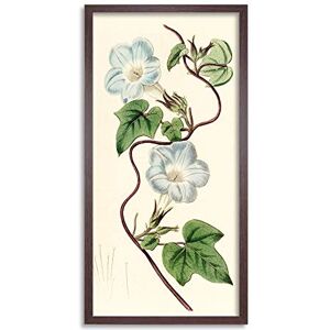 Artery8 Edwards Ivy-leaved Morning Glory Flower Illustration Framed Wall Art Print Long 25X12 Inch Artery8 Edwards Ivy-leaved Morning Glory Flower Illustration Framed Wall Art Print Long 25X12 Inch