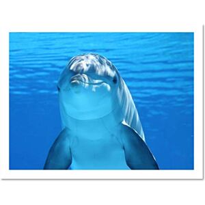 Wee Blue Coo Nature Animal Dolphin Underwater Cute Cool Large Framed Art Print Poster Wall Decor 18x24 inch Wee Blue Coo Nature Animal Dolphin Underwater Cute Cool Large Framed Art Print Poster Wall Decor 18x24 inch