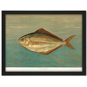 Artery8 Petrie North American Fishes Dollar Illustration Artwork Framed Wall Art Print 18X24 Inch Artery8 Petrie North American Fishes Dollar Illustration Artwork Framed Wall Art Print 18X24 Inch