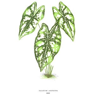 Fine Art Prints Leaf Caladium Argyrites Art Print Canvas Premium Wall Decor Poster Fine Art Prints Leaf Caladium Argyrites Art Print Canvas Premium Wall Decor Poster