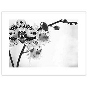 Wee Blue Coo Spotted Orchid Photograph Art Print Canvas Premium Wall Decor Poster Wee Blue Coo Spotted Orchid Photograph Art Print Canvas Premium Wall Decor Poster