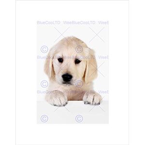 Wee Blue Coo Puppy Baby Golden Retriever Dog Pet Picture Wall Art Print Wee Blue Coo Puppy Baby Golden Retriever Dog Pet Picture Wall Art Print