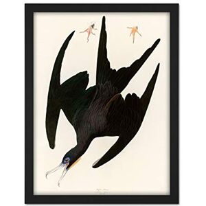 Artery8 Audubon Birds Frigate Pelican Painting Artwork Framed Wall Art Print 18X24 Inch Artery8 Audubon Birds Frigate Pelican Painting Artwork Framed Wall Art Print 18X24 Inch