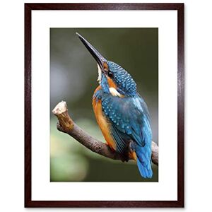 Wee Blue Coo Photo Nature Animal Bird Kingfisher Colourful Framed Wall Art Print Wee Blue Coo Photo Nature Animal Bird Kingfisher Colourful Framed Wall Art Print