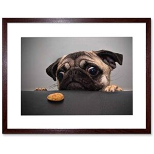Wee Blue Coo Animal Photo Portrait Pug Dog Treat Food Eyes Cute Picture Framed Wall Art Print Wee Blue Coo Animal Photo Portrait Pug Dog Treat Food Eyes Cute Picture Framed Wall Art Print