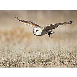 Delgado Barn Owl - 30x41 cm - canvas print Delgado Barn Owl - 30x41 cm - canvas print