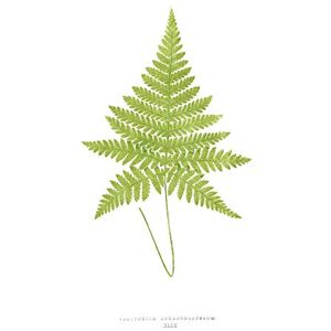 Wee Blue Coo Fern Polypodium Hexagonopterum Large Wall Art Print Canvas Premium Poster Wee Blue Coo Fern Polypodium Hexagonopterum Large Wall Art Print Canvas Premium Poster