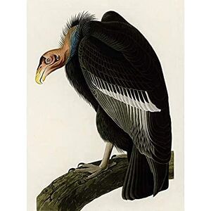 Artery8 Audubon Birds America Californian Vulture Art Print Canvas Premium Wall Decor Poster Mural Artery8 Audubon Birds America Californian Vulture Art Print Canvas Premium Wall Decor Poster Mural