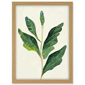 Doppelganger33 LTD Detail Of Rubber Fig Plant Botanical Illustration Artwork Framed A3 Wall Art Print Doppelganger33 LTD Detail Of Rubber Fig Plant Botanical Illustration Artwork Framed A3 Wall Art Print
