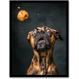 Artery8 Funny Boxer Dog Lover Treat Catch Photo For Living Room Artwork Framed Wall Art Print A4 Artery8 Funny Boxer Dog Lover Treat Catch Photo For Living Room Artwork Framed Wall Art Print A4