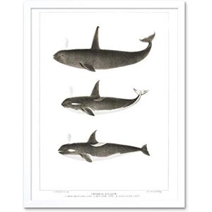 Wee Blue Coo Orca Killer Whales Art Print Framed Poster Wall Decor 12X16 Inch Wee Blue Coo Orca Killer Whales Art Print Framed Poster Wall Decor 12X16 Inch