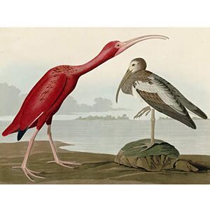 Artery8 Audubon Birds Scarlet Ibis Painting Premium Wall Art Canvas Print 18X24 Inch Artery8 Audubon Birds Scarlet Ibis Painting Premium Wall Art Canvas Print 18X24 Inch