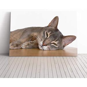 Big Box Art Abyssinian Cat Canvas Print Gallery Wrapped 30mm Frame Wall Art 30x20 inches Ready to Hang Modern Animals Picture Living Room Bedroom Lounge Office Big Box Art Abyssinian Cat Canvas Print Gallery Wrapped 30mm Frame Wall Art 30x20 inches Ready to Hang Modern Animals Picture Living Room Bedroom Lounge Office