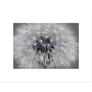 Wee Blue Coo Black White Dandelion Seed Art Wall Art Print Wee Blue Coo Black White Dandelion Seed Art Wall Art Print