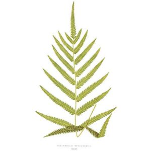 Wee Blue Coo Fern Polypodium Tetragonum Large Wall Art Print Canvas Premium Poster Wee Blue Coo Fern Polypodium Tetragonum Large Wall Art Print Canvas Premium Poster