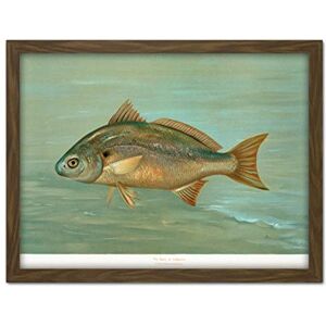 Artery8 Petrie North American Fishes Lafayette Spot Illustration Artwork Framed Wall Art Print 18X24 Inch Artery8 Petrie North American Fishes Lafayette Spot Illustration Artwork Framed Wall Art Print 18X24 Inch
