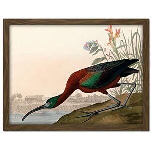 Artery8 Audubon Birds Glossy Ibis Painting Artwork Framed Wall Art Print 18X24 Inch Artery8 Audubon Birds Glossy Ibis Painting Artwork Framed Wall Art Print 18X24 Inch