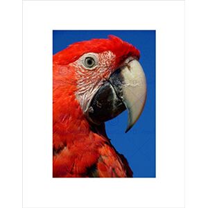Wee Blue Coo RED MACAW PARROT BIRD FACE BLACK FRAME FRAMED ART PRINT PICTURE MOUNT B12X8053 Wee Blue Coo RED MACAW PARROT BIRD FACE BLACK FRAME FRAMED ART PRINT PICTURE MOUNT B12X8053