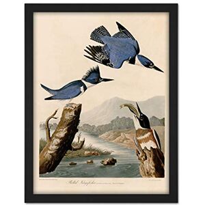 Artery8 Audubon Birds America Belted Kingfisher Artwork Framed Wall Art Print 18X24 Inch Artery8 Audubon Birds America Belted Kingfisher Artwork Framed Wall Art Print 18X24 Inch