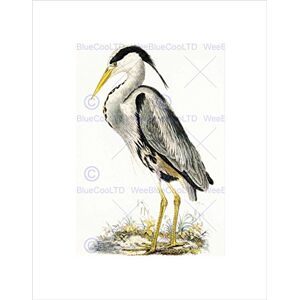 Wee Blue Coo PAINTING BOOK HERON WADER BIRD COOL ORNITHOLOGY FRAMED ART PRINT MOUNT B12X7235 Wee Blue Coo PAINTING BOOK HERON WADER BIRD COOL ORNITHOLOGY FRAMED ART PRINT MOUNT B12X7235