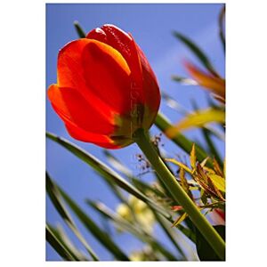 Wee Blue Coo Photo Red Tulip Flower Macro Close Up Nature Picture Wall Art Print Wee Blue Coo Photo Red Tulip Flower Macro Close Up Nature Picture Wall Art Print