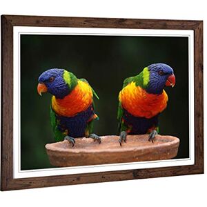 Big Box Art Framed Print of Rainbow Lorikeet Parrot Birds Design Wall Art Picture Home Decor for Kitchen, Living, Dining Room, Bedroom, Hallway, Office, Walnut, A2 / 24.5x18 Inch / 62x45cm Big Box Art Framed Print of Rainbow Lorikeet Parrot Birds Design Wall Art Picture Home Decor for Kitchen, Living, Dining Room, Bedroom, Hallway, Office, Walnut, A2 / 24.5x18 Inch / 62x45cm